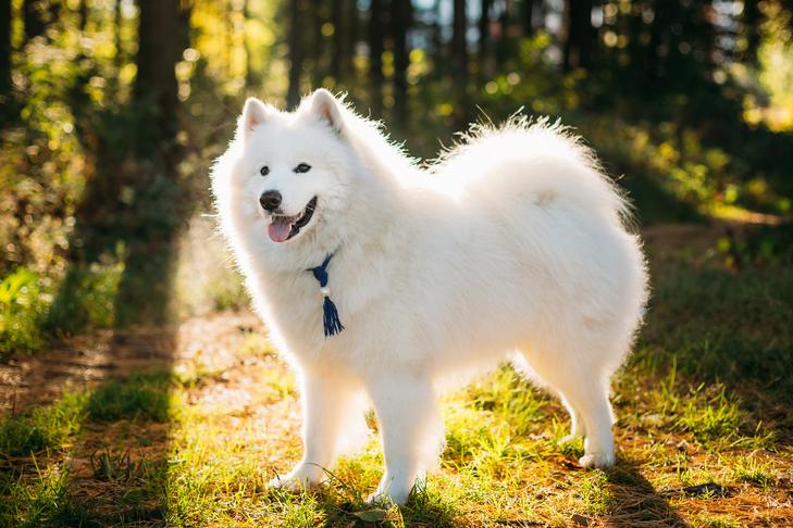 happy white samoyed dog outdoor in park