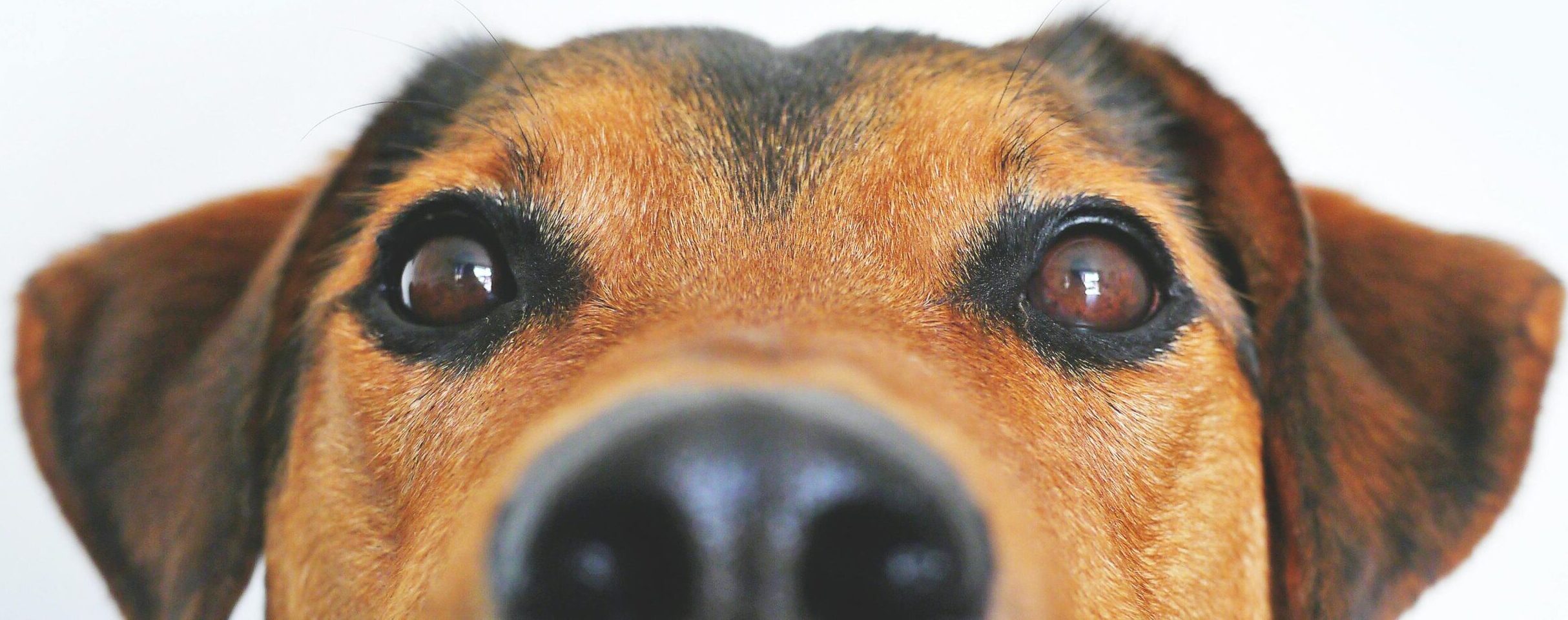 pexels lum3n 44775 406014